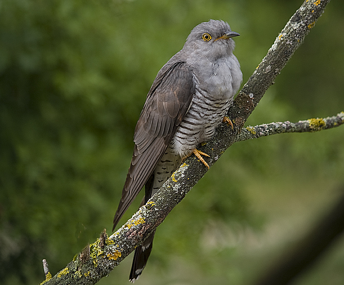 Oasi naturalistica del Carmine